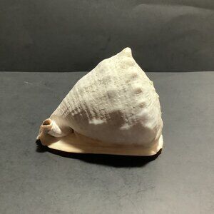 HORNED QUEEN HELMET CONCH Sea Shell 5" x 4" Ivory Peach & Brown Colors